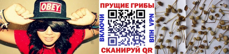 Псилоцибиновые грибы GOLDEN TEACHER Изобильный